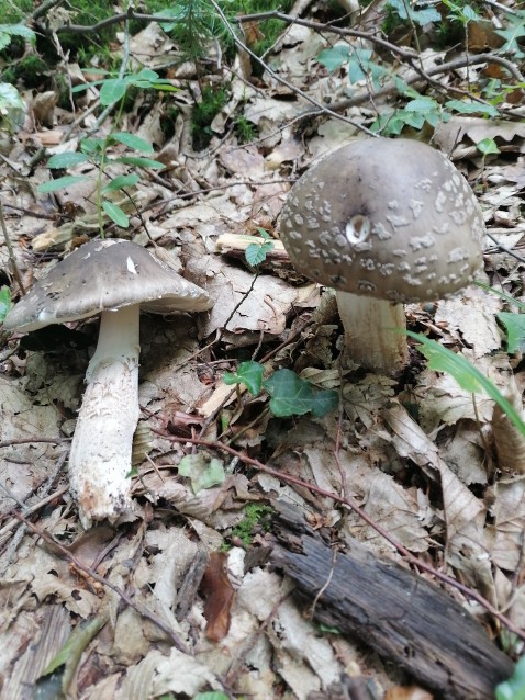 Russula luteotacta
