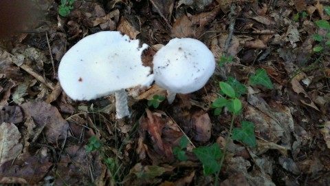 Amanita virosa