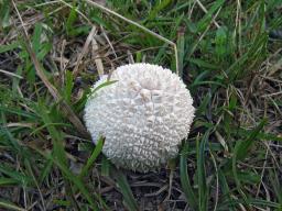 Lycoperdon marginatum