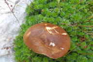 Boletus edulis