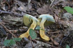 Rheubarbariboletus armeniacus