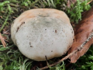 Russula virescens