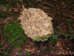 Polyporus umbellatus