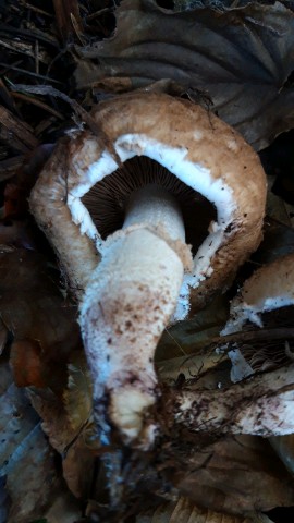 Agaricus bisporus