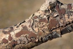 Hypoxylon rubiginosum