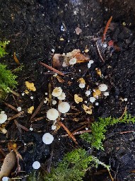 Collybia cookei