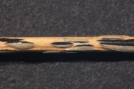 Puccinia graminis