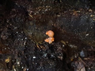 Lycogala epidendrum