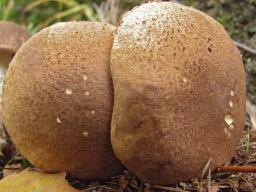 Leccinum schistophilum