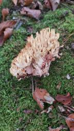 Ramaria sanguinea