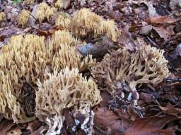 Ramaria bataillei