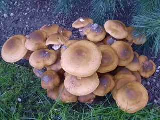 Armillaria mellea