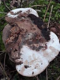 Ganoderma applanatum