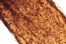 Cribraria oregana
