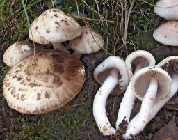 Psathyrella cotonea