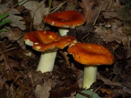 Russula aurea