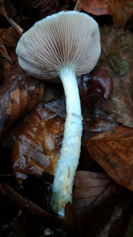 Stropharia caerulea