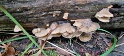 Tyromyces fumidiceps