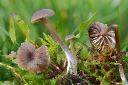 Entoloma undulatosporum
