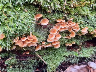 Xeromphalina campanella