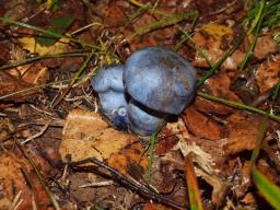 Cortinarius pseudocyanites