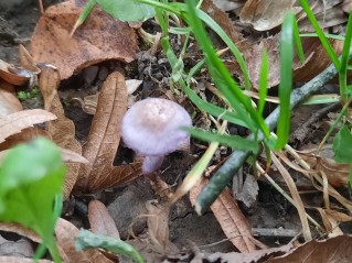 Inocybe geophylla var. lilacina