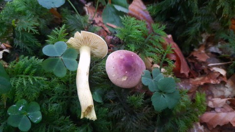 Tricholoma bufonium