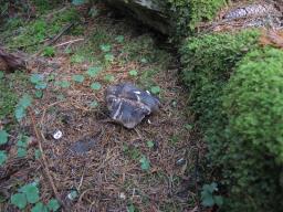 Boletopsis leucomelaena