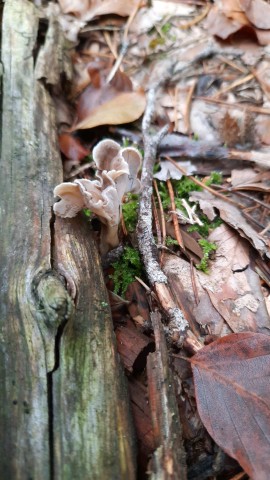 Craterellus undulatus