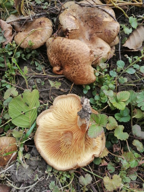 Paxillus involutus