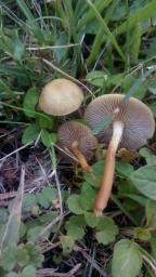 Agrocybe elatella