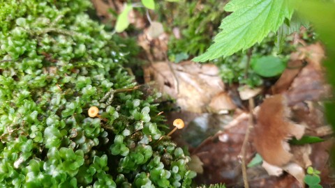 Rickenella fibula