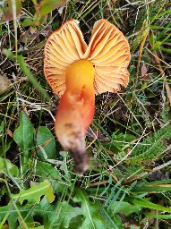 Hygrocybe punicea