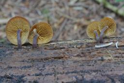 Gymnopilus josserandii