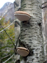 Fomitopsis betulina