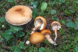 Limacella glioderma