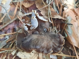 Craterellus undulatus