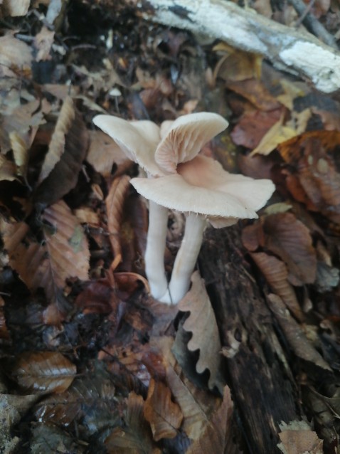 Entoloma rhodopolium