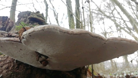 Ganoderma applanatum
