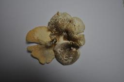 Lentinus tigrinus