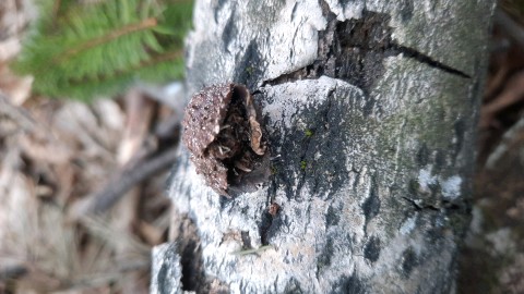 Xylaria carpophila