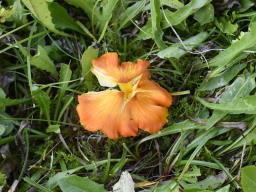 Hygrocybe acutoconica