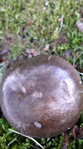 Pluteus atromarginatus