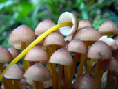 Mycena renati
