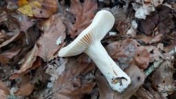 Russula fellea