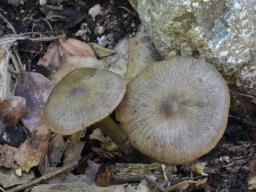 Entoloma plebejum