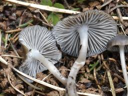 Mycena flos-nivium