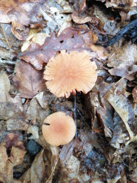 Laccaria laccata