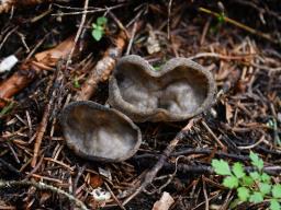 Helvella costifera