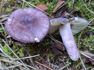 Russula amoena